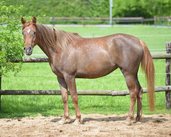 horse Salome al' Anara (Arabian thoroughbred, 2014, from Ghamil ox)