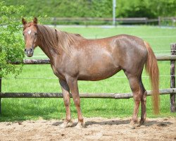 horse Salome al' Anara (Arabian thoroughbred, 2014, from Ghamil ox)