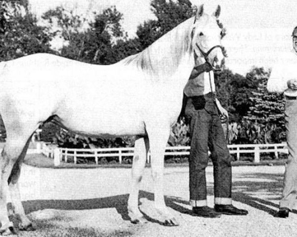 broodmare Gajala ox (Arabian thoroughbred, 1943, from Raffles ox)