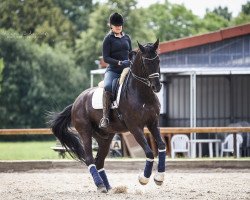 dressage horse Sarando 2 (Hanoverian, 2005, from Sandro Hit)