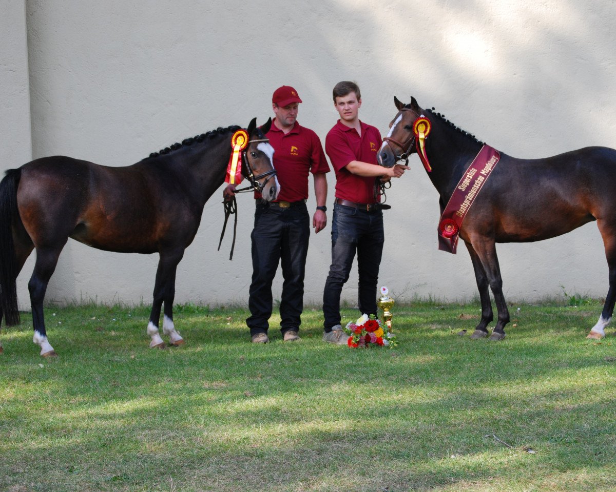 broodmare Summerday und Summerlight (Hackney (horse/pony), 2012, from Sunbeam Vulcan)