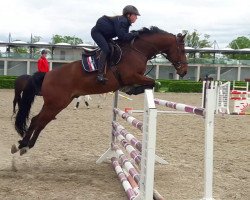 jumper Example (KWPN (Royal Dutch Sporthorse), 2009, from Amadeus)