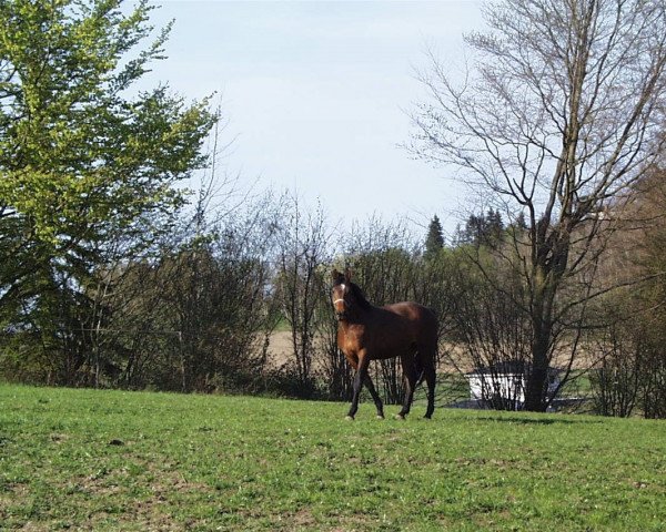 Deckhengst Captain Morgan (Deutsches Reitpferd, 2016, von Tiefenhofs Cacun)