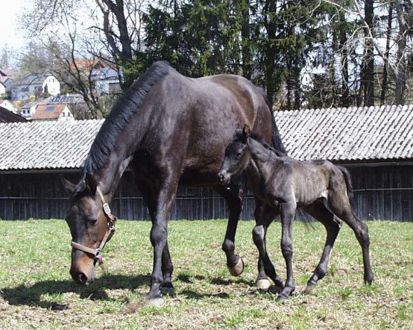 Deckhengst Alsterklang (Trakehner, 2018, von Donauklang)