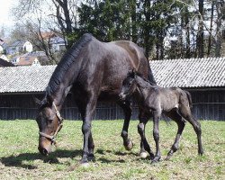 stallion Alsterklang (Trakehner, 2018, from Donauklang)