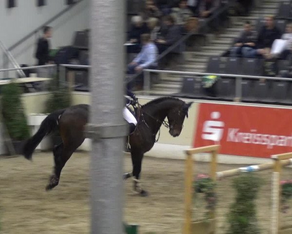VER-Dinale 2018 - Verdener Hallenreitturnier