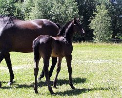 stallion Condor (Trakehner, 2017, from Donauklang)