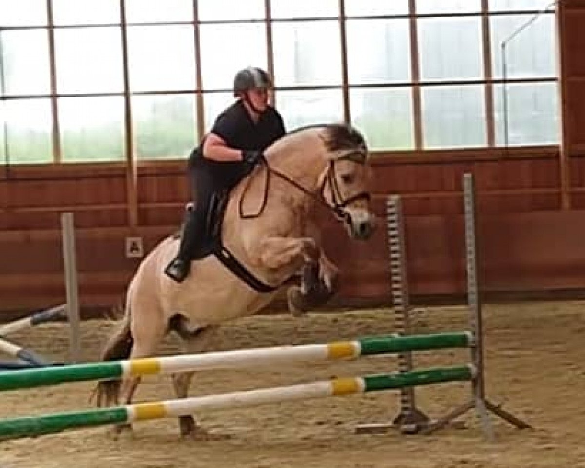 jumper Jelmar 4 (Fjord Horse, 2013, from Yordy)