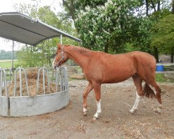 dressage horse Painted Buddy (Oldenburg show jumper, 2015, from Pik Labionics)