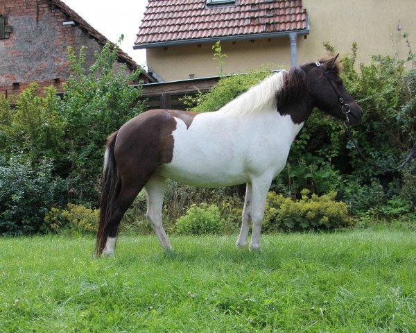 horse Hamingja (Iceland Horse, 2015)