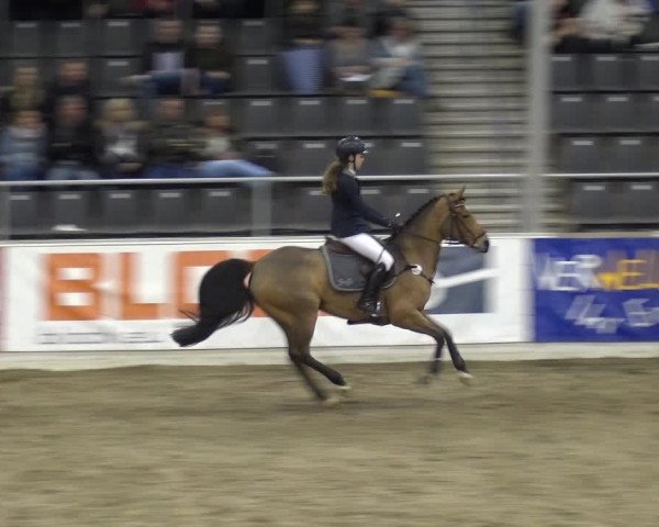 VER-Dinale 2018 - Verdener Hallenreitturnier