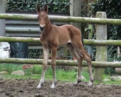 dressage horse BopCats'Benny (Hanoverian, 2018, from Ben Kingsley)