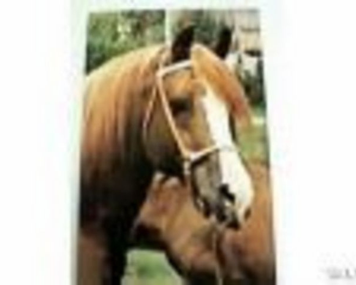 stallion Hanraff ox (Arabian purebred, 1943, from Raffles ox)