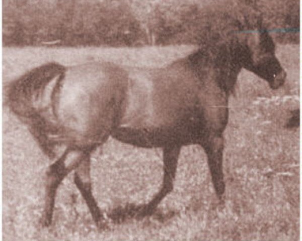 broodmare Ramghaza ox (Arabian thoroughbred, 1933, from Ghazi 1925 ox)