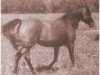 Zuchtstute Ramghaza ox (Vollblutaraber, 1933, von Ghazi 1925 ox)