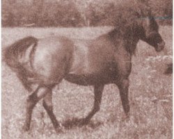 broodmare Ramghaza ox (Arabian thoroughbred, 1933, from Ghazi 1925 ox)