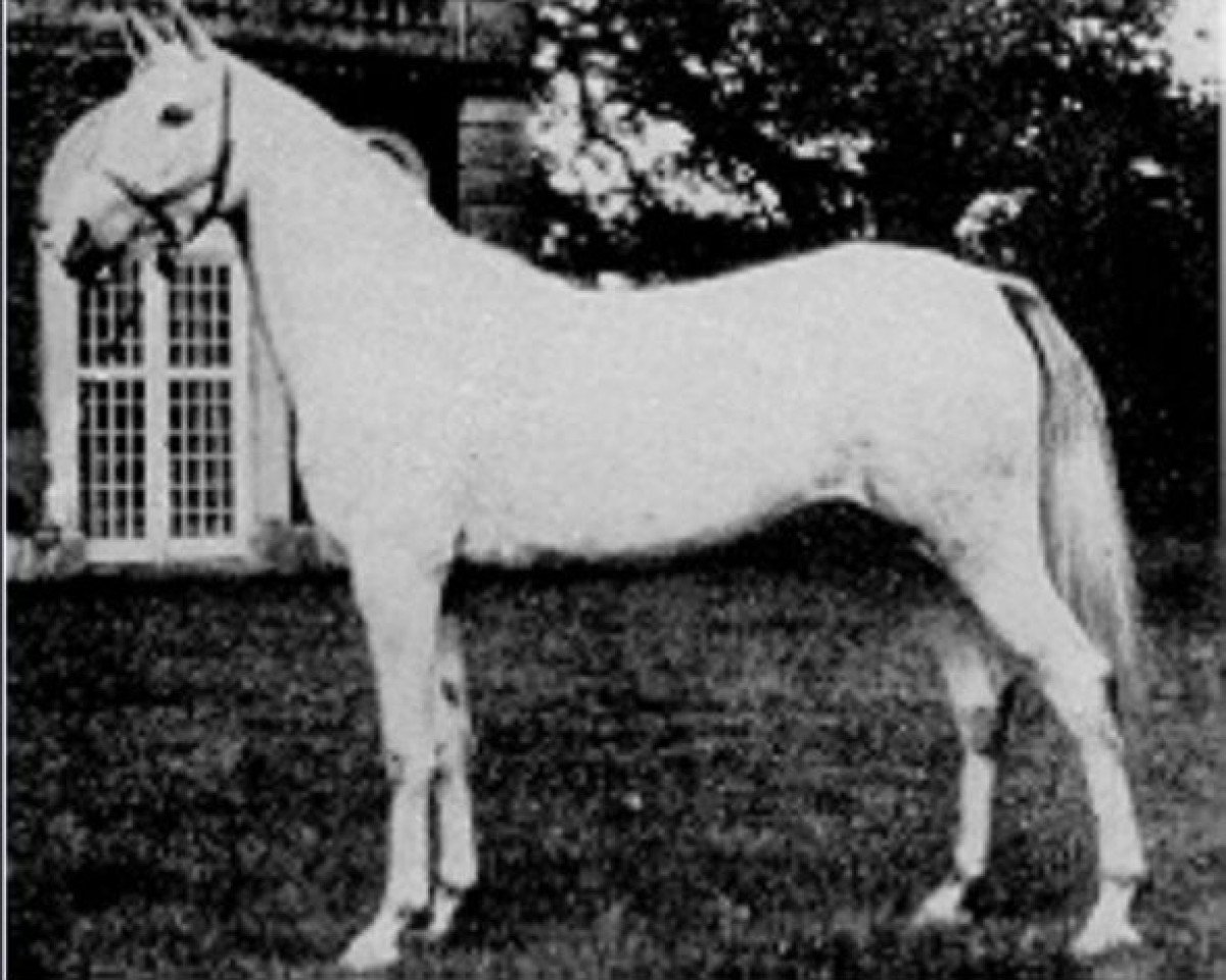 broodmare Rose of France ox (Arabian purebred, 1926, from Raswan 1921 ox)