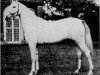 broodmare Rose of France ox (Arabian thoroughbred, 1926, from Raswan 1921 ox)