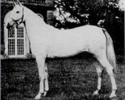 broodmare Rose of France ox (Arabian thoroughbred, 1926, from Raswan 1921 ox)