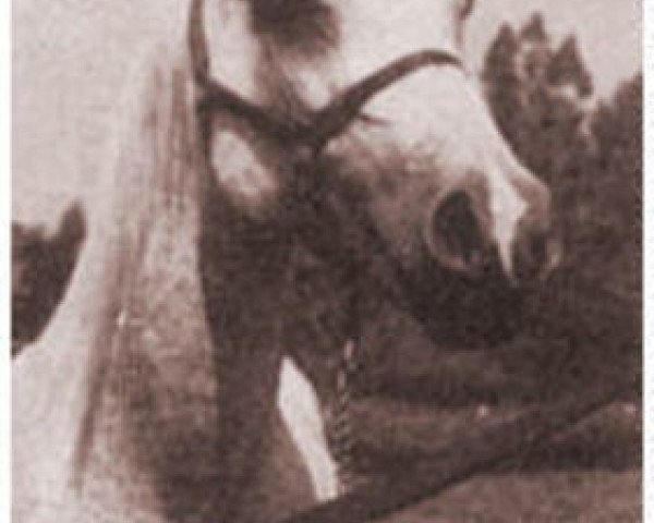 broodmare Bride Rose ox (Arabian thoroughbred, 1938, from Ronek ox)
