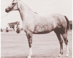 broodmare Gali-Rose ox (Arabian thoroughbred, 1948, from Galimar ox)