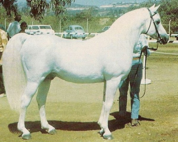stallion Ferneyn ox (Arabian thoroughbred, 1944, from Ferseyn ox)