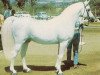 stallion Ferneyn ox (Arabian thoroughbred, 1944, from Ferseyn ox)