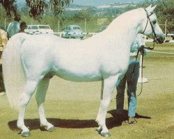 stallion Ferneyn ox (Arabian thoroughbred, 1944, from Ferseyn ox)