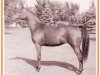 broodmare Gay-Rose ox (Arabian thoroughbred, 1957, from Ferzon ox)