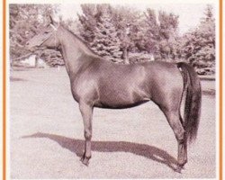 broodmare Gay-Rose ox (Arabian thoroughbred, 1957, from Ferzon ox)