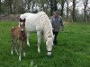 dressage horse Mithras Vom Wartenberg (Holsteiner, 2018, from Million Dollar)