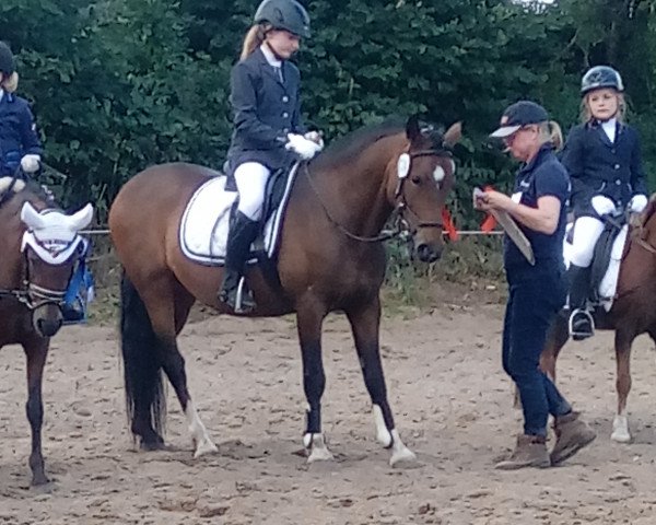 horse Tivolis Peppermint (New Forest Pony, 2003, from Popper)