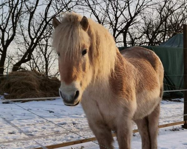 Pferd Jaques (Fjordpferd, 2008, von Joram)