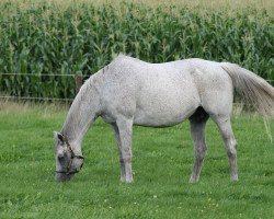 broodmare Fiery Faith xx (Thoroughbred, 1991, from Spectacular Bid xx)