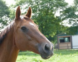 broodmare Foxfire Delight xx (Thoroughbred, 2005, from Protektor xx)