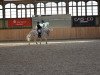 dressage horse Harrow's Ismoli (Camargue horse, 2007, from Harrow Del Delta)