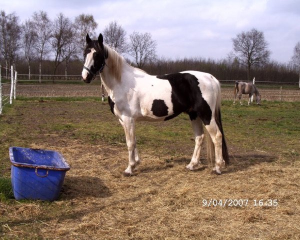 stallion Olando D (KWPN (Royal Dutch Sporthorse), 1996, from Samber)