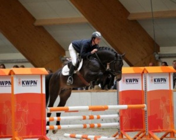 stallion El Primero (KWPN (Royal Dutch Sporthorse), 2009, from Numero Uno)