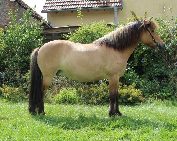 broodmare Tildra (Iceland Horse, 2013, from Fagur vom Schloßberg)