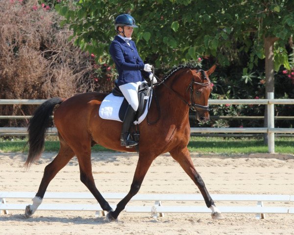 dressage horse Johnson Beach G (Luxembourg horse, 2012, from Glock's Johnson Tn)