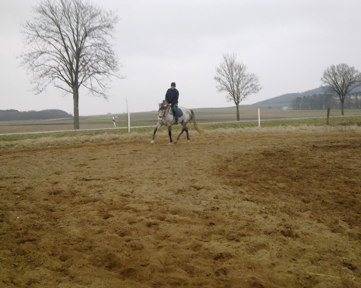 Zuchtstute Quiet Lady 3 (Holsteiner, 2006, von Quite Capitol)