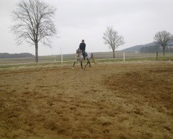 broodmare Quiet Lady 3 (Holsteiner, 2006, from Quite Capitol)