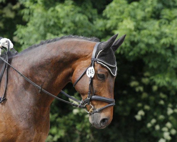 dressage horse Lacrino (Hanoverian, 2005, from Likoto xx)