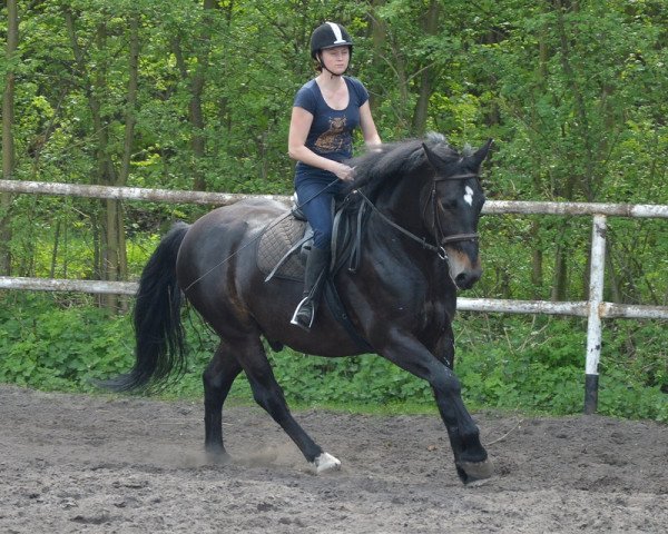 horse Calik (Polish Warmblood, 2013)