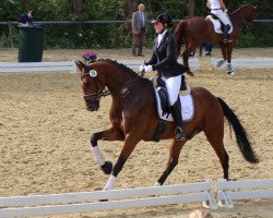 dressage horse Captain Cookie S (Westphalian, 2014, from Captain Collin)