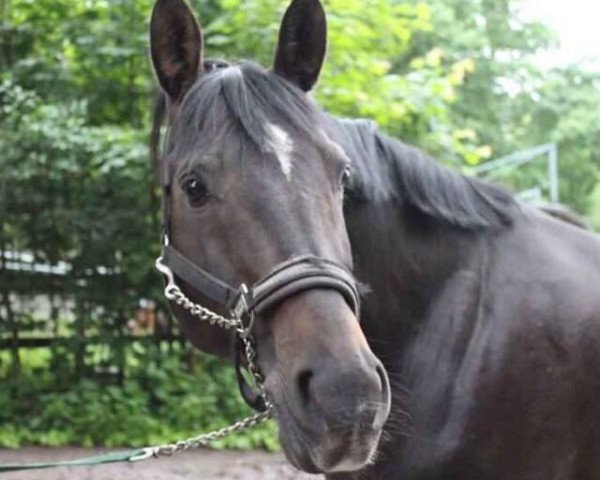 Pferd Perseus 37 (Trakehner, 2000, von Ursprung)