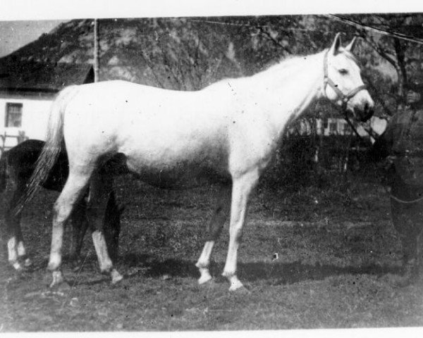 broodmare Konfederacja ox (Arabian thoroughbred, 1929, from Farys II ox)