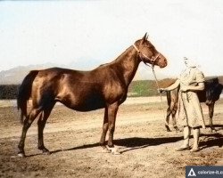 broodmare Kralia ox (Arabian thoroughbred, 1940, from Ofir 1933 ox)