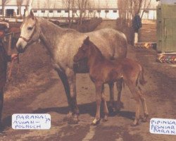 broodmare Parana ox (Arabian thoroughbred, 1973, from Aswan 1958 EAO)