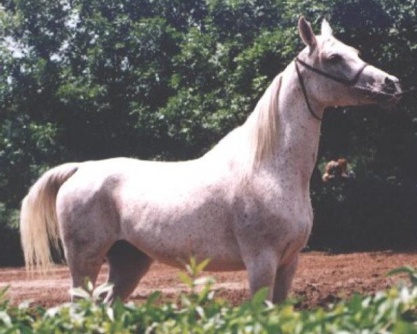 broodmare Pipinka ox (Arabian thoroughbred, 1980, from Pesniar 1975 ox)